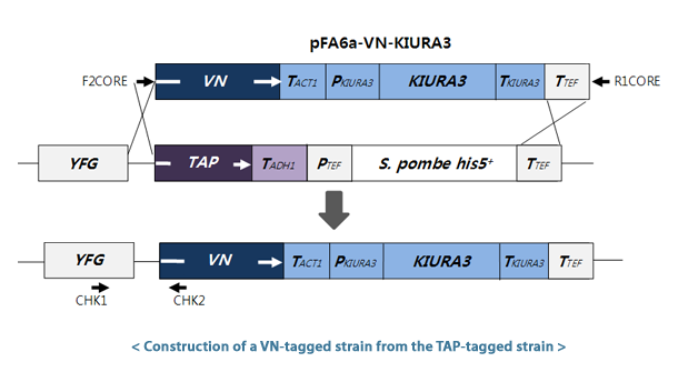 Construction of a VN-tagged strain from the TAP-tagged strain