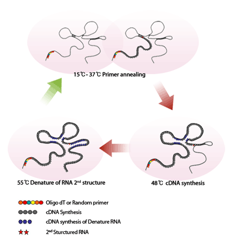 M-MLV Enzyme Mechanism
