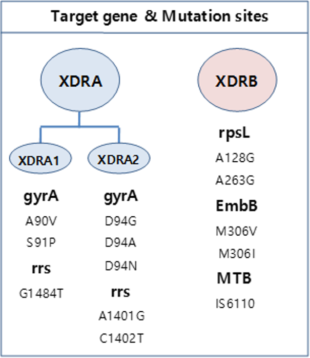 XDR_figure1