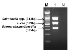 BacterialPoultry3-Plex_f01