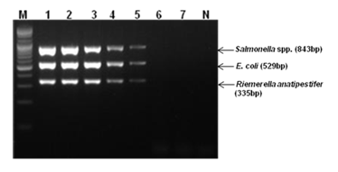 BacterialPoultry3-Plex_f04