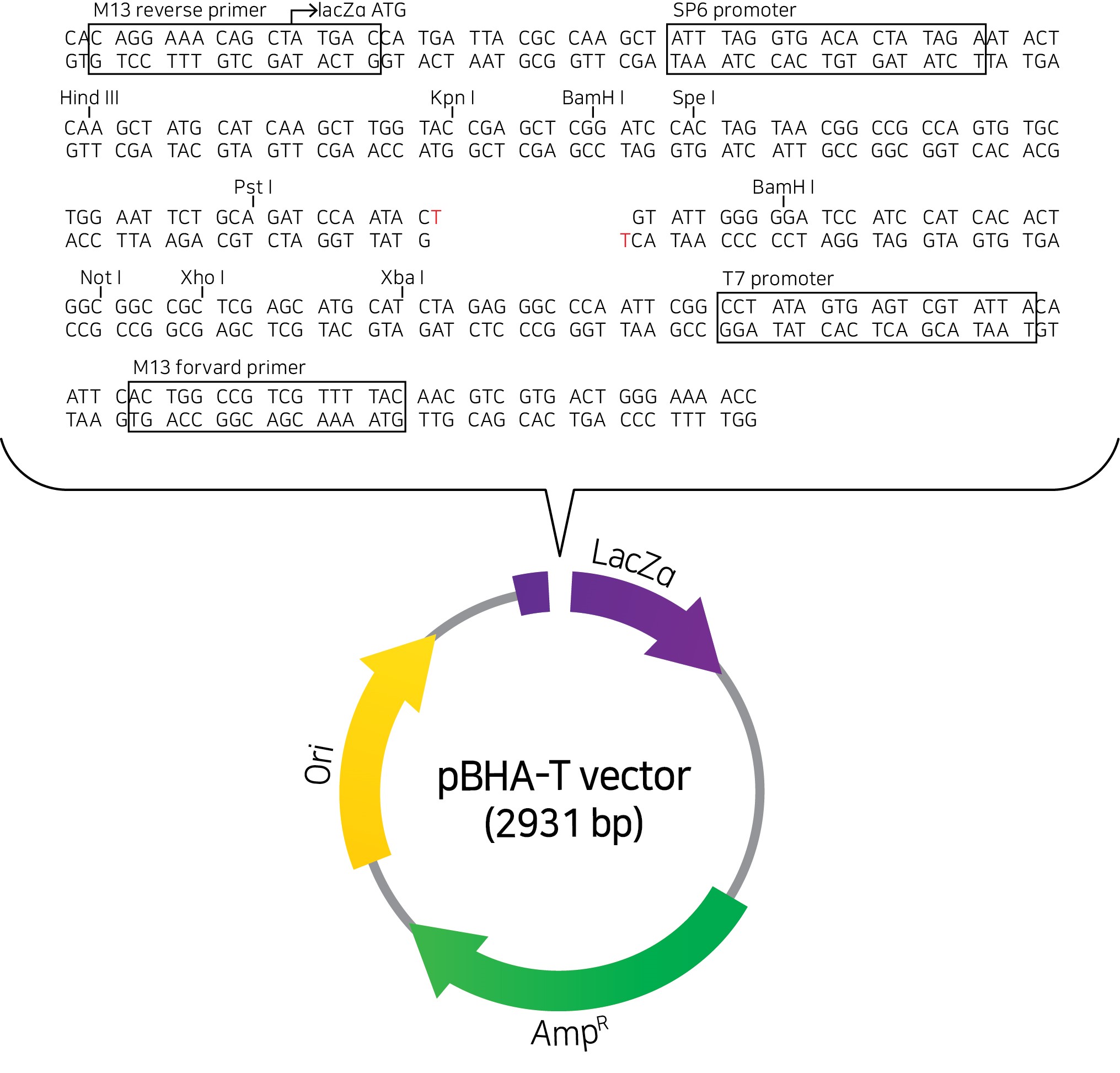 AccuRapid™ TA Cloning kit (20 reactions)
