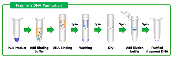 bts Biotech Trade & Service GmbH | AccuPrep® PCR Purification Kit - DNA ...