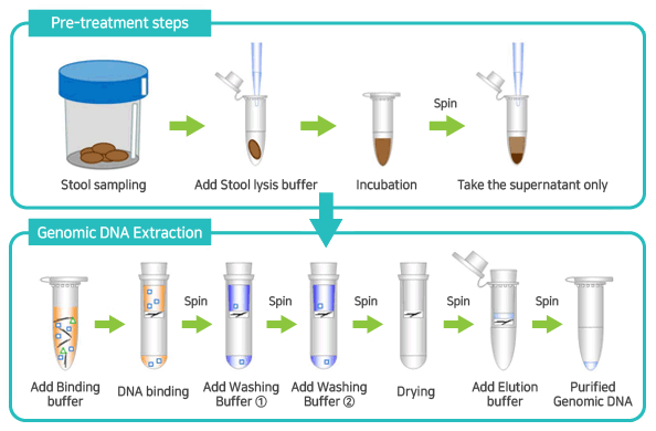 Stool_DNA_Extraction_Ki 