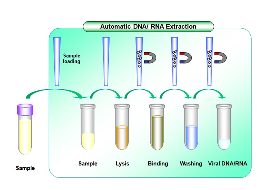 Процесс выделения днк. Выделение ДНК С помощью магнитных частиц. Сорбентные методы выделения ДНК. Магнитные частицы для выделения РНК. Метод выделения ДНК С помощью магнитных частиц.