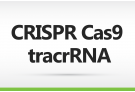 AccuCRISPR™-Cas9 tracrRNA (10 nmole)