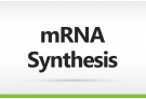 mRNA Synthesis Service, mRNA synthesis, in vitro transcription, in vitro, transcription