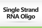 Single Strand RNA Oligo