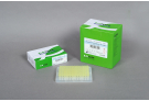 For High Temperature cDNA Synthesis with Thermostable RocketScriptTM M-MLV Rtase, RT Premix, PT master mix, RT PCR, AccuPower, cDNA