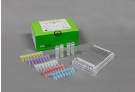 AccuPower® BKV Quantitative PCR Kit