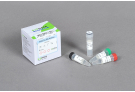 HotStart Taq DNA Polymerase, 10X Reaction Buffer with 15 mM MgCl2, 10 mM dNTP (500 units)
