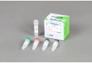Top DNA Polymerase, 10 mM dNTPs, 10X Reaction Buffer without MgCl2, 20 mM MgCl2 (2,000 units)
