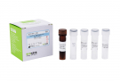 AccuPower® Streptococcus mutans Real-Time PCR Kit
