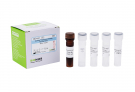AccuPower® Streptococcus intermedius Real-Time PCR Kit