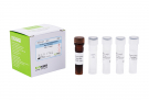 AccuPower® Streptococcus  pasteurianus Real-Time PCR Kit