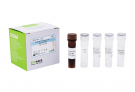AccuPower® Citrobacter freundii Real-Time PCR Kit