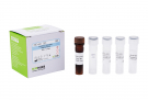AccuPower® Vibrio furnissii Real-Time PCR Kit
