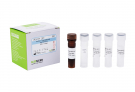 AccuPower® Edwardsiella tarda Real-Time PCR Kit