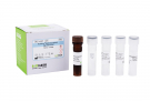 AccuPower® Streptococcus gordonii Real-Time PCR Kit