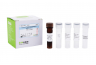 AccuPower® Staphylococcus haemolyticus Real-Time PCR Kit