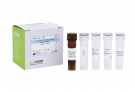 AccuPower® Prevotella nigrescens Real-time PCR Kit