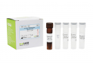 AccuPower® Klebsiella oxytoca Real-time PCR Kit