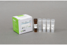 AccuPower® Pine nut Real-Time PCR kit