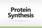 Standard Protein Synthesis Service