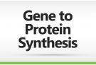 Gene to Protein Synthesis Custom Order, gene to protein, protein synthesis, gene synthesis