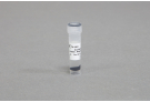 AccuNanoBead™ Protein L Magnetic Nanobeads, size 400nm (40 mg/1 ml)